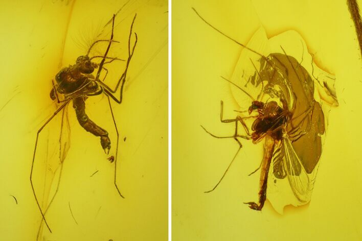 Three Fossil Flies (Chironomidae) In Baltic Amber #200119